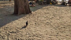 Набережная пляжа Патонг / Patong embankment