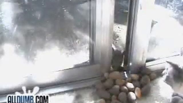 Приколы с животными смотреть онлайн