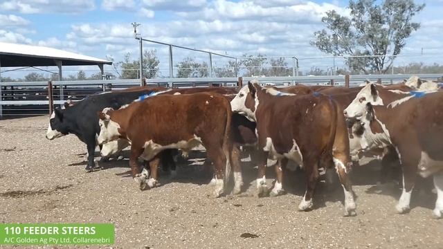 Golden Ag Pty Ltd - 110 Feeder Steers смотреть онлайн