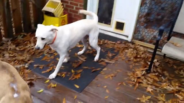 12/6 Wilson Bentley смотреть онлайн