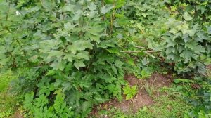 114 - Зеленая палочка (Ясная Поляна) (23 07 2023) (fdvfilm1981)