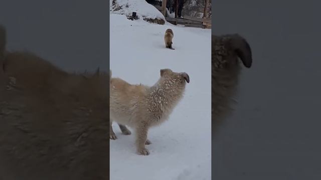 Тема - собаки смотреть онлайн