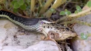 Охота змеи на лягушку.