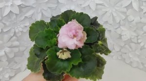 Фиалка РС-Каролина