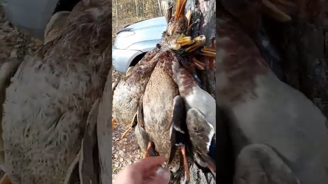 Это лучшая охота на утку смотреть онлайн