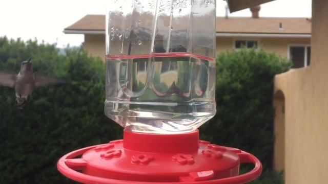 MY HUMMINGBIRD FEEDER Monday, March 20, 2017 Winter Gardens, CA смотреть онлайн