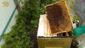 пчеловодство. переход на 145 рамку самый простой способ