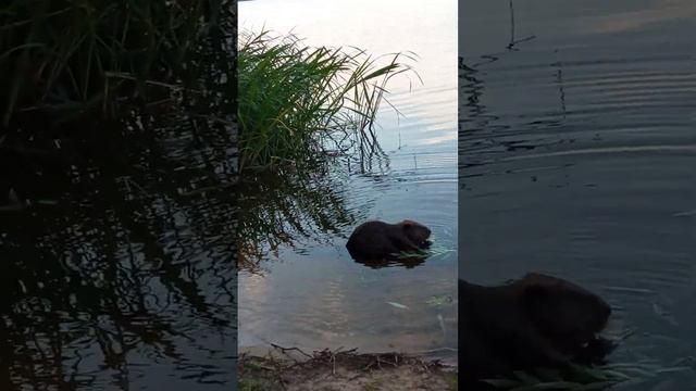 Его поймали с поличным смотреть онлайн