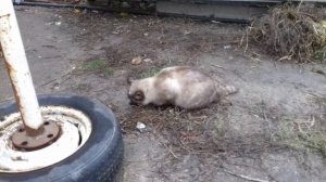 кошка ест мышь
