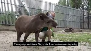 Равнинный тапир