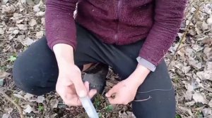 Как поставить ловушку на диких утей. (25 марта 2023 г.)