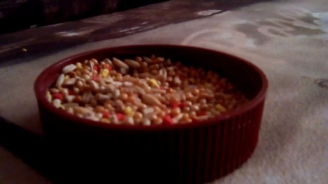 Обзор на Ташкин корм))) смотреть онлайн