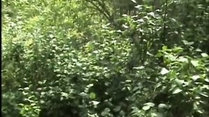 Мария Каллас в Лючии ди Ламермур. Часть 5.