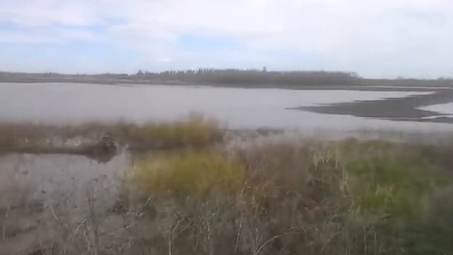 Самарская область, сезон охоты селезень утки, гусь 2017 год смотреть онлайн