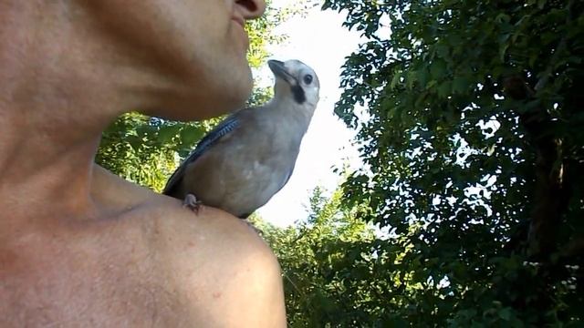 Сойка пересмешница 2 смотреть онлайн