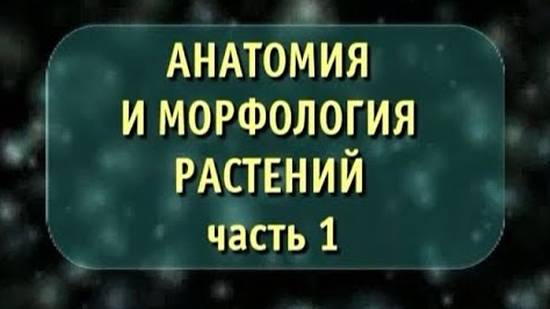 Биология. Анатомия и морфология растений. Часть 1. Семя. Корень