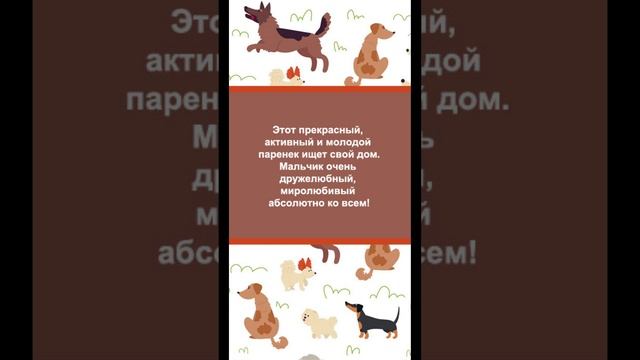 *ДОМА* ❤ Собака-улыбака Масяня в поисках дома! 🏡 🐶