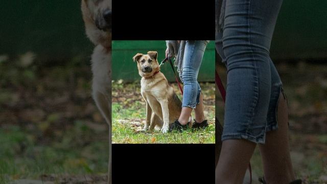 💗 Замечательная рыжая бестия Берта ищет свой дом. 🏡 🐕