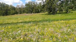 В ЧУКАРИ с ОРСКА - село , где можно увидеть красоту Оренбуржья . VID 103416