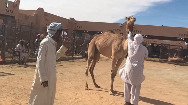 IMG 3593 смотреть онлайн