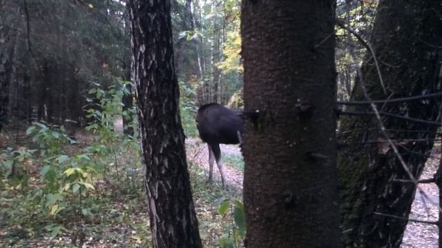 Лось в Лосином острове
