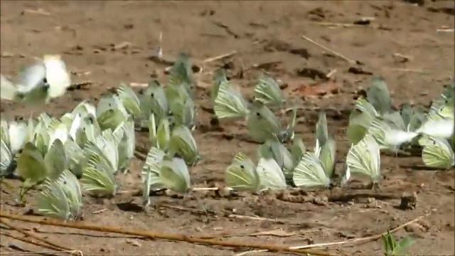 Береги природу Абрамов Иван 5 класс МБОУ СШ №17 г Димитровград смотреть онлайн