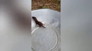 щенок ласки