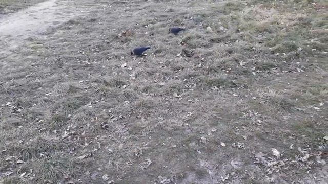 УРА! НОВОЕ ВИДЕО!ВЛОГ. ПРОГУЛКА.УГГИ.ЗИМА.ЗИМНИЕ БУДНИ. ХОЛОДНО.ЗАВТРАК. ЧТО ПРИГОТОВИТЬ НА ЗАВТРАК