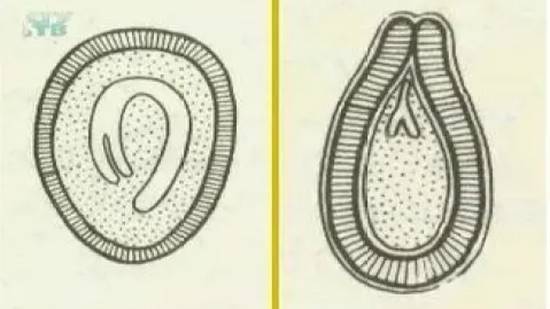 Семя. Строение семени