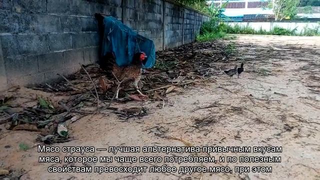 Мясо страуса — новый суперфуд! смотреть онлайн