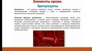 Состав и функции крови