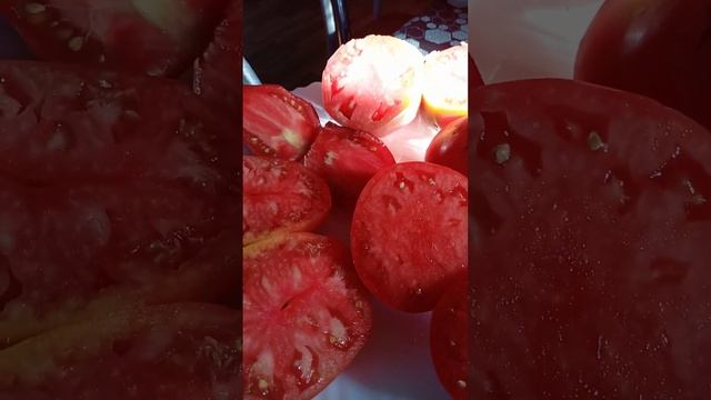 дегустация помидоров сержант пеппер минусинское сердце из вятки говядина с куста  слива сварло