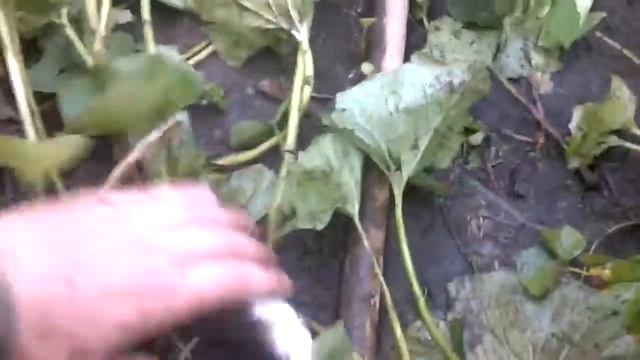 Хариус Платоновка смотреть онлайн