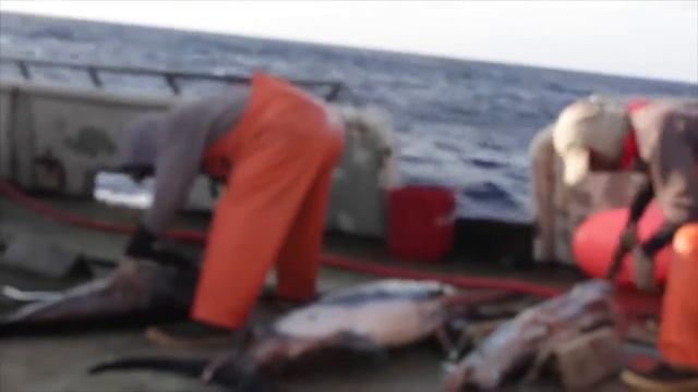 рыбалка док 1 смотреть онлайн