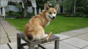 Догтренинг 555. Шикарный интеллектуал. Корги Марти. Работа на грани возможного