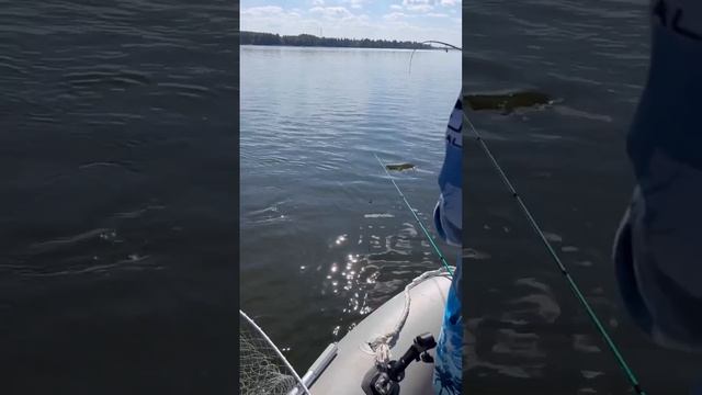 ЗА ЧТО Я ЛЮБЛЮ ЖЕРЕХА! #norstream #fishing #рыбалка #спиннинг