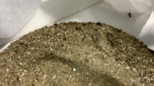 что будет если паук-волк у видит маленького паука