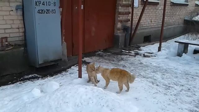 Наезд котов смотреть онлайн