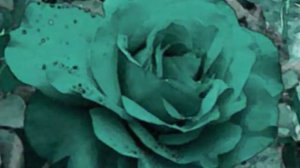 Enya ~ ♫ China Roses ♫