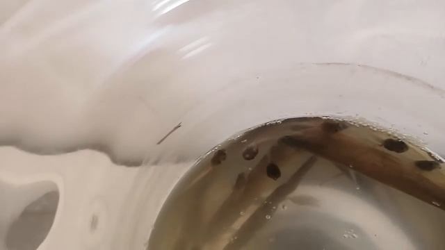 показываю предпоследние видео своих головастиков смотреть онлайн