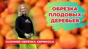 Осенняя обрезка плодовых деревьев | Обрезка абрикоса на Урале | Питомник растений "Росток"