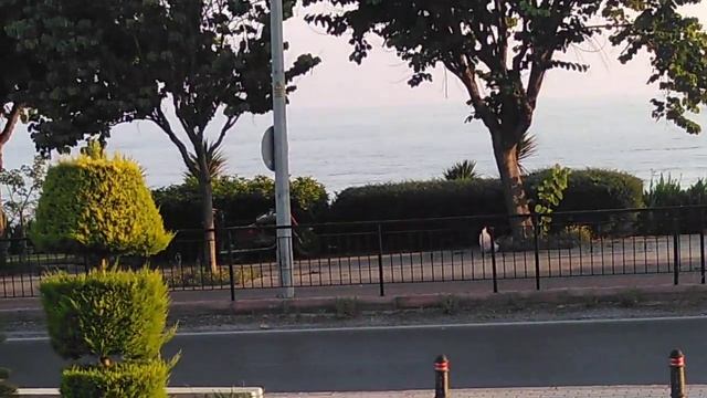 Начало Алании, экскурсии по Алании, парк в Алании, странные деревья, оливки смотреть онлайн