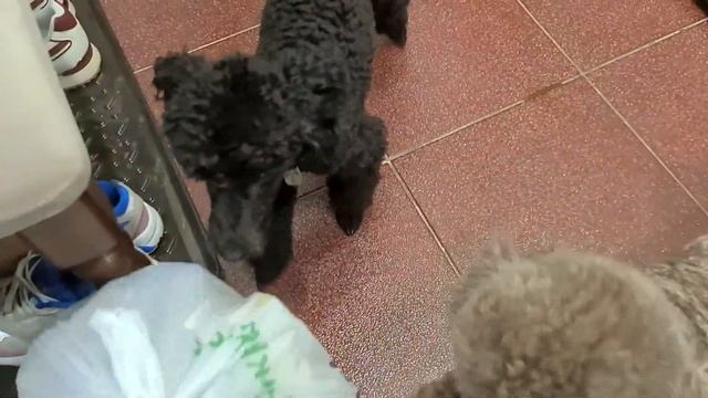 ВЛОГ День с нами! Театр/покупки смотреть онлайн