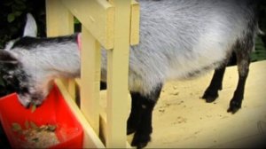 Кормушки для домашних коз