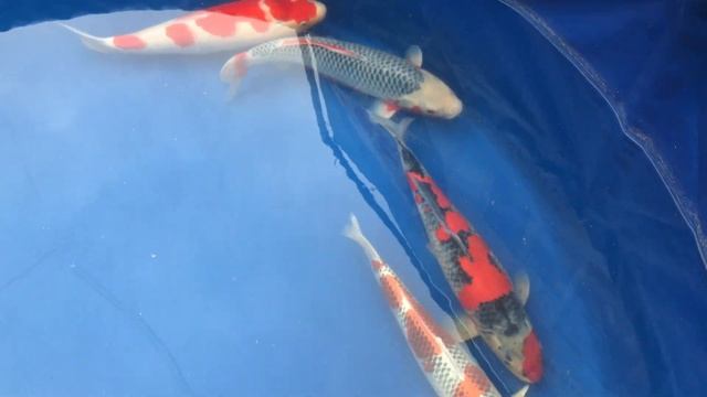 Gardena Koi Show 03/2023 Part 2 смотреть онлайн