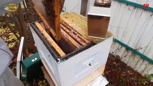 пчеловодство осень клуб раздвоился что делать