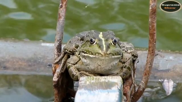 10 САМЫХ БОЛЬШИХ ЛЯГУШЕК В МИРЕ смотреть онлайн
