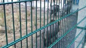 Беловежская пуща