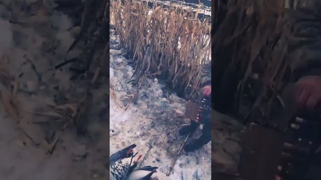 До последнего патрона, охота на гуся смотреть онлайн