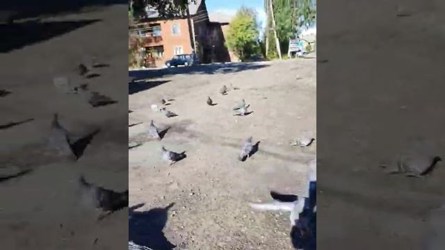 Голуби клюют семечки, кем то высыпаные у ларька. смотреть онлайн
